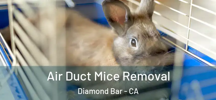 Air Duct Mice Removal Diamond Bar - CA