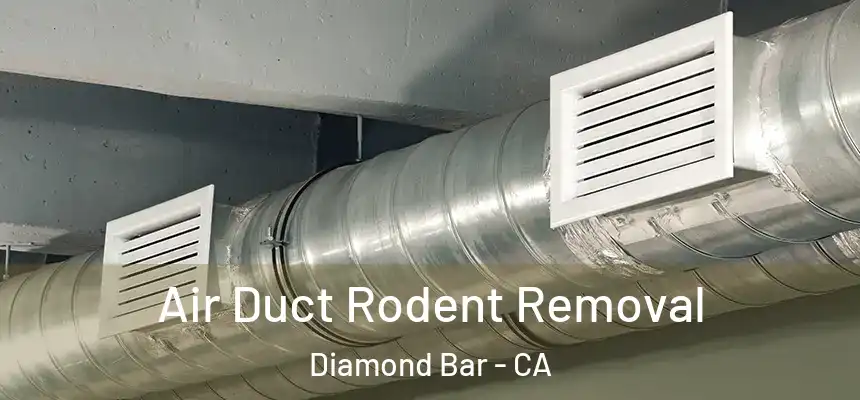  Air Duct Rodent Removal Diamond Bar - CA